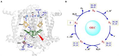 Mimicking the Oxygen-Evolving Center in Photosynthesis